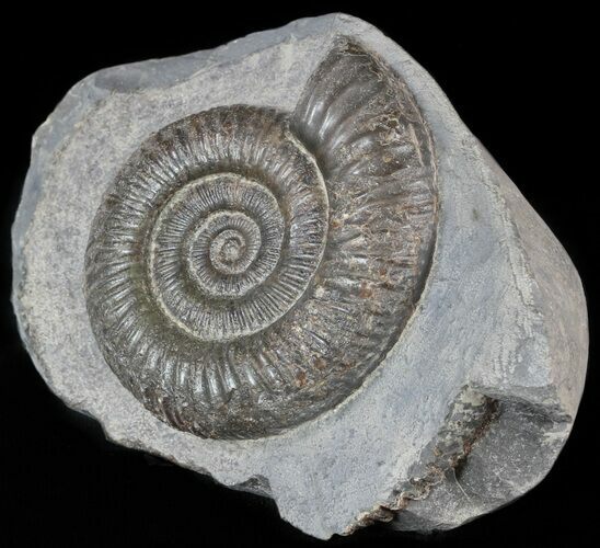 Dactylioceras Ammonite Stand Up - England #46566